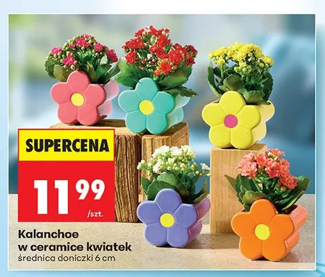 Kalanchoe w ceramice kwiatek promocja w Biedronka