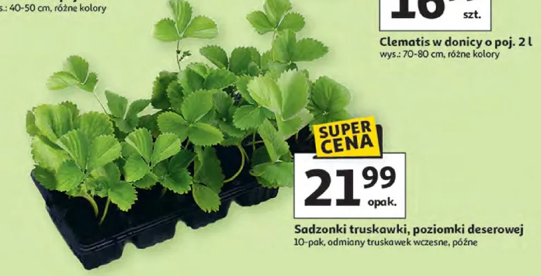Sadzonki truskawki, poziomki deserowej 10-pak promocja w Auchan