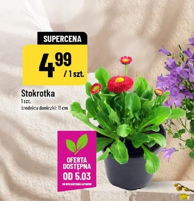 Stokrotka promocja w POLOmarket
