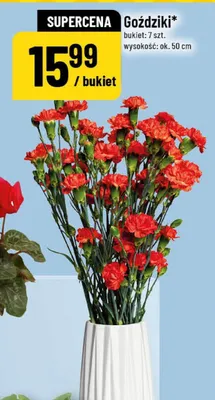 Goździki bukiet promocja w POLOmarket