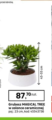 Grubosz Magical Tree w osłonce ceramicznej poj. 23 cm promocja w Leroy Merlin