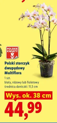 Polski storczyk dwupędowy Multiflora promocja w Lidl