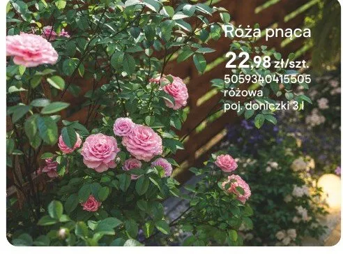 Róża pnąca różowa promocja w Castorama