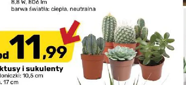 Kaktusy i sukulenty promocja w Bricomarche