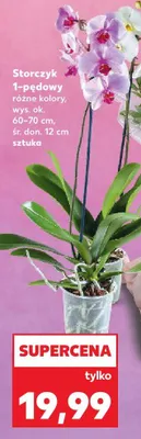 Storczyk 1-pędowy promocja w Kaufland