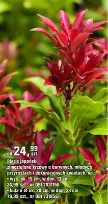 Pieris japoński zimozielone krzewy o barwnych, młodych pędzostach i dekoracyjnych kwiatach promocja w OBI