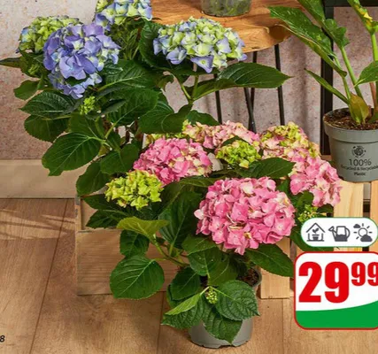 Hortensja doniczka 13 cm  promocja w Dino