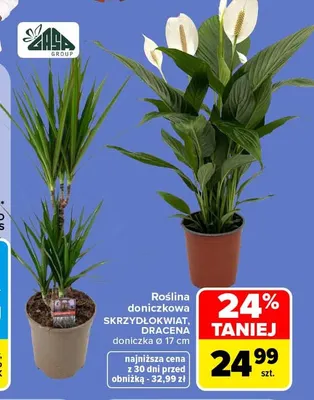 Roślina doniczkowa Skrzydłokwiat promocja w Carrefour