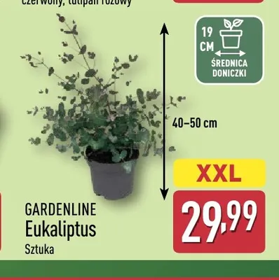 Eukaliptus Gardenline promocja w Aldi