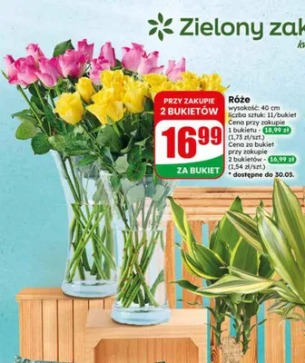 Róże wysokość 40cm 11 sztuk promocja w Dino