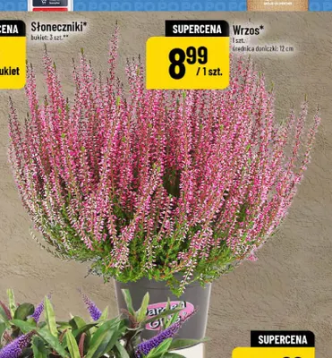 Wrzos Garden Girls 12 cm promocja w POLOmarket