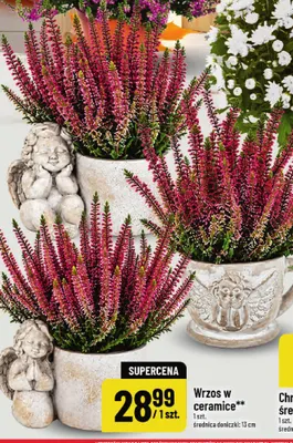 Wrzos w ceramice promocja w POLOmarket