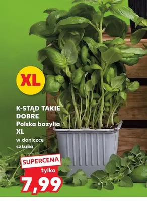 Bazylia w doniczce XL K-Stąd Takie Dobre promocja w Kaufland