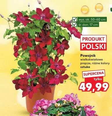 Powojnik wielkokwiatowe pnącze wys. ok. 50-60cm śr. don. 17cm promocja w Kaufland