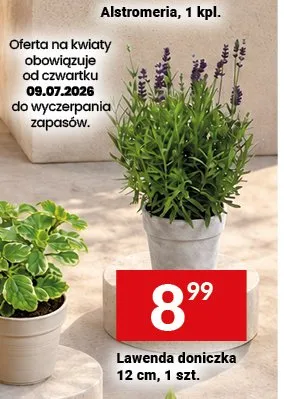 Lawenda doniczka 12 cm promocja w Twój Market