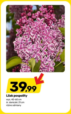 Lilak pospolity wys. 40-60cm śr. doniczki 21cm promocja w Bricomarche
