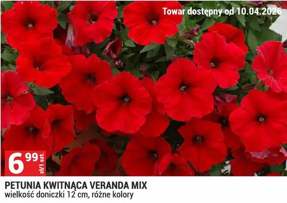 Petunia kwitnąca Veranda Mix promocja w Merkury Market