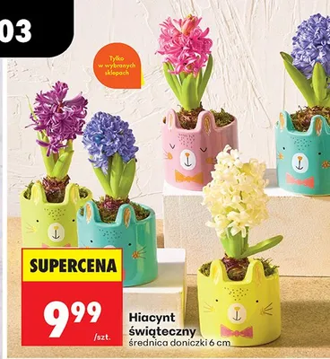 Hiacynt świąteczny w doniczce średnica 6 cm promocja w Biedronka