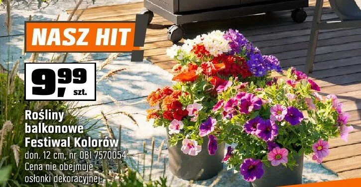 Rośliny balkonowe Festiwal Kolorów don. 12cm promocja w OBI