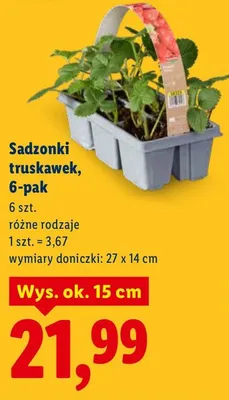 Sadzonki truskawek, 6-pak, różne rodzaje promocja w Lidl