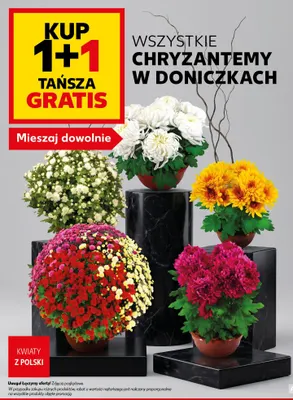 Chryzantemy w doniczkach promocja w Kaufland