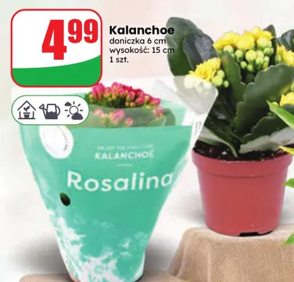 Kalanchoe promocja w Dino