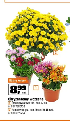 Chryzantemy wczesne średniokwiatowa trio don. 12 cm promocja w OBI