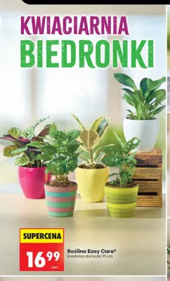 Roślina Easy Care średnica doniczki 11 cm promocja w Biedronka