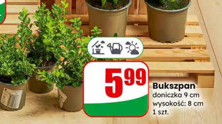 Bukszpan promocja w Dino