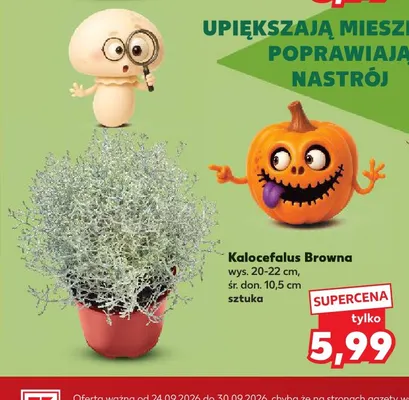 Kalocefalus Browna promocja w Kaufland