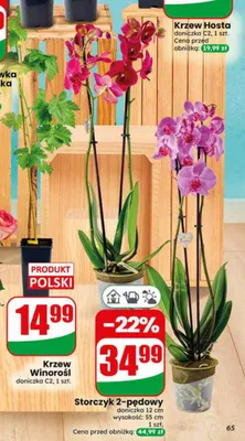 Storczyk 2-pędowy promocja w Dino