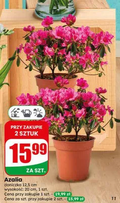 Azalia doniczka 12,5cm wysokość 20cm promocja w Dino