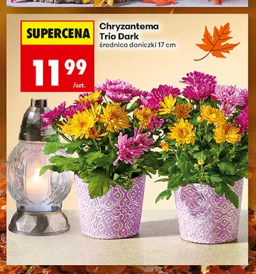 Chryzantema Trio Dark promocja w Biedronka