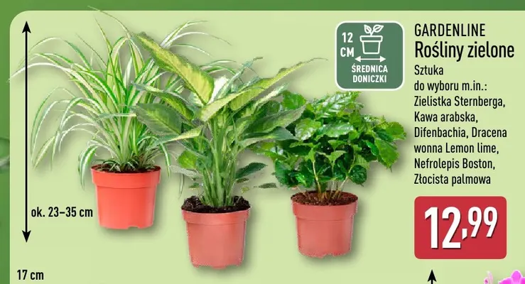 Rośliny zielone Złocista palmowa Gardenline promocja w Aldi