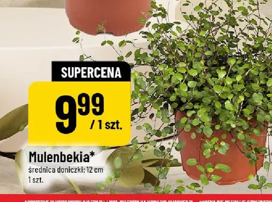 Mulenbekia promocja w POLOmarket