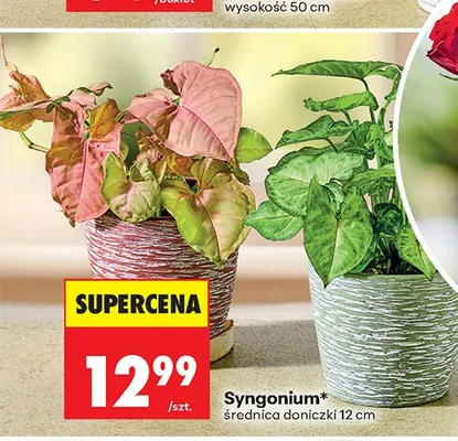 Syngonium promocja w Biedronka