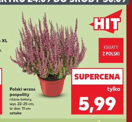Polski wrzos pospolity promocja w Kaufland