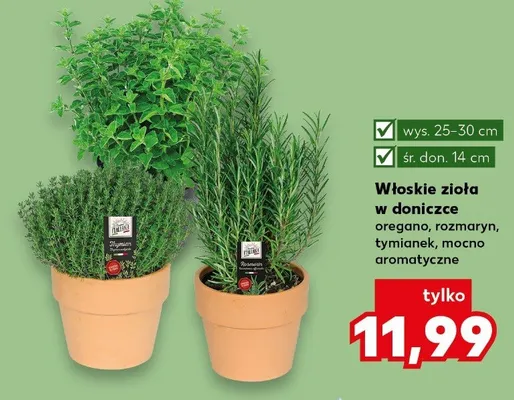 Włoskie zioła w doniczce rozmaryn promocja w Kaufland