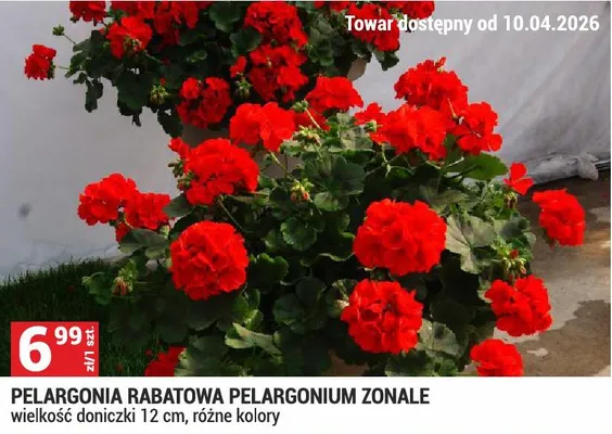 Pelargonia rabatowa Pelargonium zonale promocja w Merkury Market