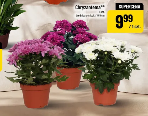Chryzantema promocja w POLOmarket