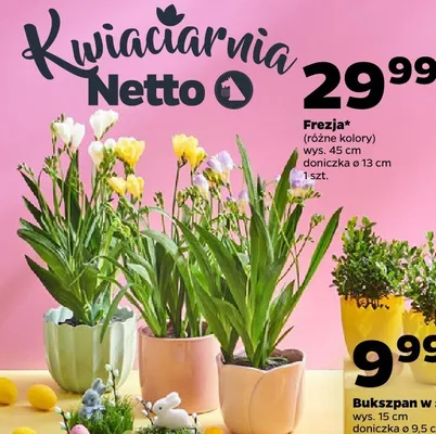 Bukszpan w skorupce promocja w Netto