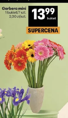 Gerbera mini 7-pak promocja w Delikatesy Centrum