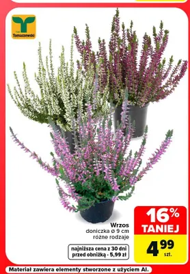 Wrzos Tomaszewski ø 9 cm promocja w Carrefour