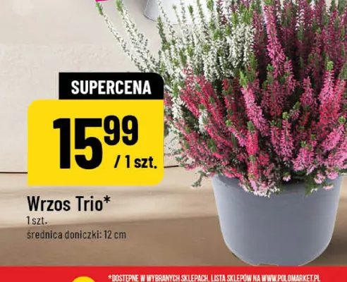 Wrzos Trio promocja w POLOmarket