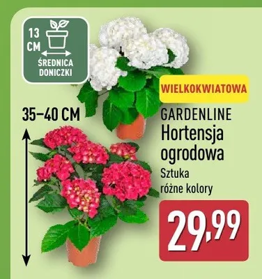 Hortensja ogrodowa, wielkokwiatowa promocja w Aldi