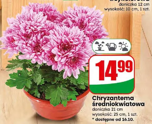 Chryzantema średniokwiatowa promocja w Dino