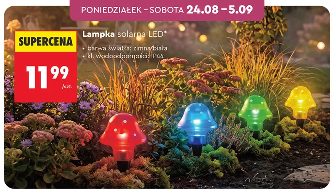 Lampka solarna LED promocja w Biedronka