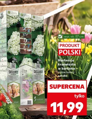 Hortensja krzewiasta w kartonie  promocja w Kaufland