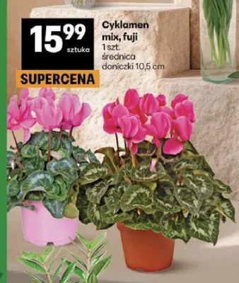 Cyklamen mix fuji promocja w Delikatesy Centrum