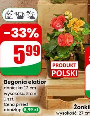 Begonia elatior promocja w Dino
